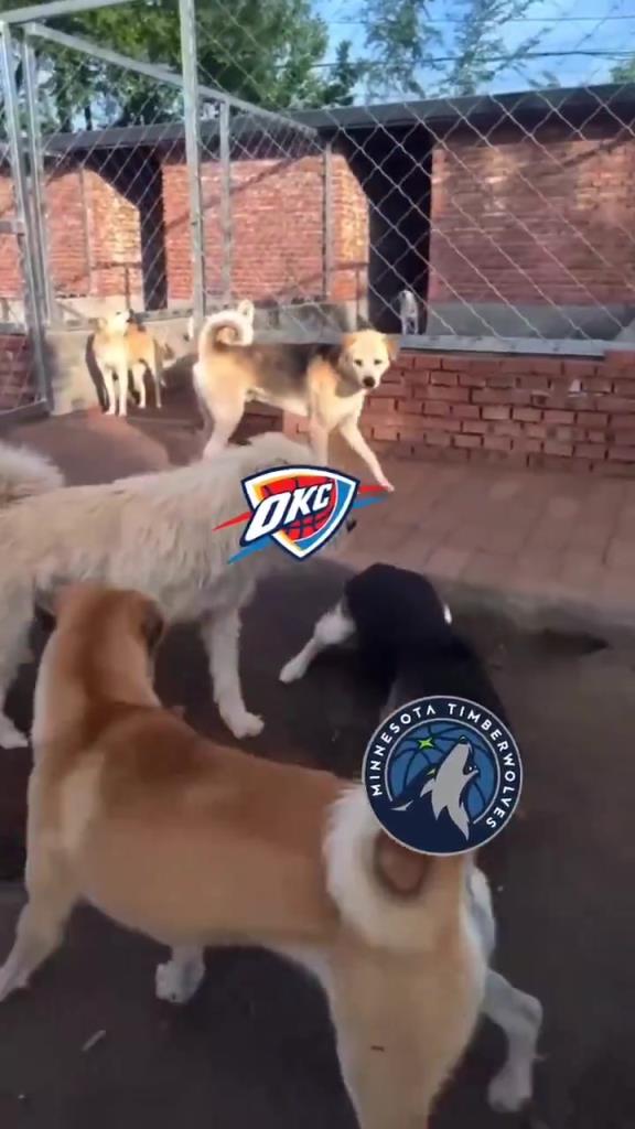 太有活了！美媒惡搞：狗王雷霆嚇退掘金灰熊，把森林狼按地上